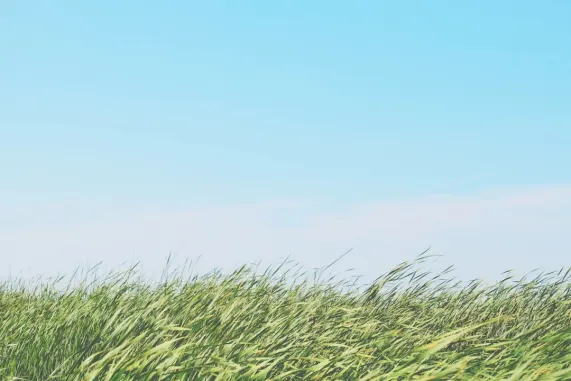 Casino Ted Bingo Supporto